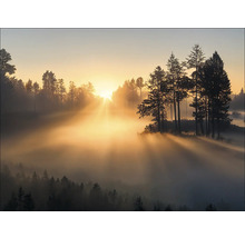 Waldlandschaft mit Nebel und Sonnenaufgang