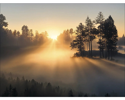 Waldlandschaft mit Nebel und Sonnenaufgang