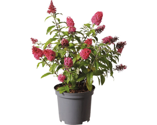 Arbre à papillons en pot avec des fleurs rouges