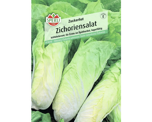 Sperli Zuckerhut Zichoriensalat Samenpackung