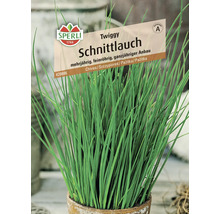 Plant de ciboulette en pot, vivace, à tubes fins, culture toute l'année, Logo Sperli