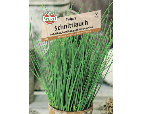 Schnittlauch Pflanze im Topf, mehrjährig, feinröhrig, ganzjähriger Anbau, Sperli Logo