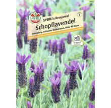 Lavande frisée Kronjuwel de Sperli, plante vivace parfumée, hauteur 40 à 50 cm