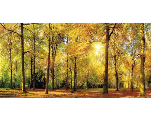 Herbstlicher Laubwald mit Sonnenlicht