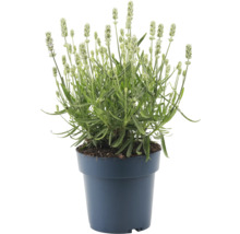 Lavendel im Topf
