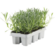 Plants de lavande dans un plateau de culture