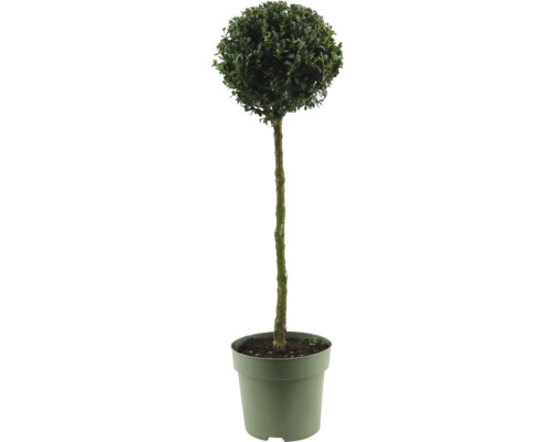 Buis en forme de boule sur tige en pot