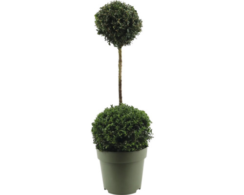 Plante topiaire en pot