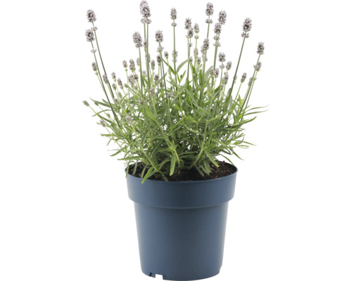 Lavendel im Topf für den Innen- und Außenbereich