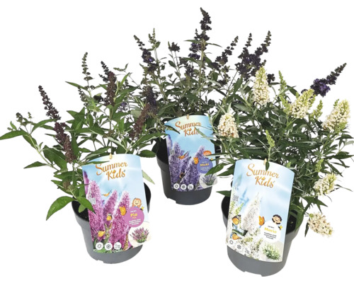 Drei Schmetterlingssträucher der Summer Kids Serie in Töpfen