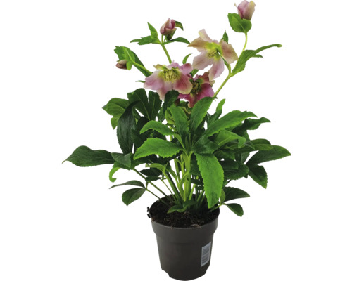 Christrose im Topf mit Blüten und grünen Blättern