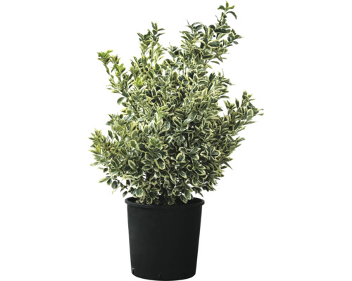 Immergrüner Spindelstrauch im Topf