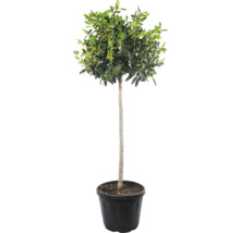 Houx Ilex sur tige en pot