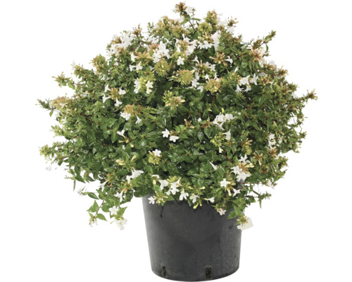 Abelia-Strauch im Topf mit weißen Blüten