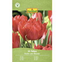 Packung mit 10 Tulpen der Sorte Double Late Miranda
