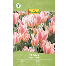 FloraSelf Tulipes Greigii Quebec, 10 pièces