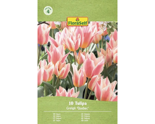 FloraSelf Tulipes Greigii Quebec, 10 pièces