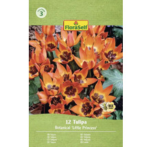 Paquet de 12 tulipes botaniques 'Little Princess' de FloraSelf