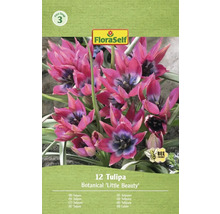12er Pack Botanische Tulpe Little Beauty