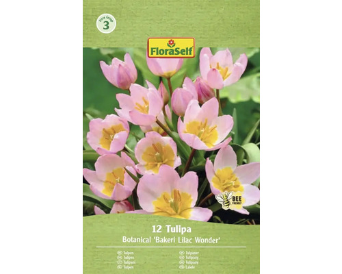 Paquet de tulipes de l'espèce Bakeri Lilac Wonder