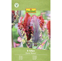FloraSelf Parrot Rococo Tulpenpackung mit acht Blumenzwiebeln