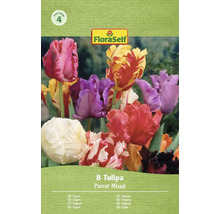 FloraSelf Paquet de 8 tulipes perroquet, mélange