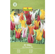 FloraSelf Tulipes Mélange à fleurs de lys paquet