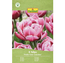 FloraSelf Tulipes Double Early Columbus, 8 pièces