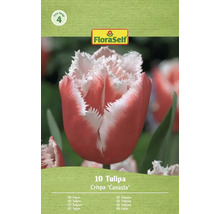 Paquet de 10 tulipes Crispa Canasta