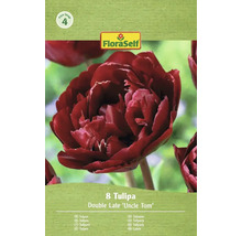 Paquet de 8 tulipes Double Late 'Uncle Tom' de FloraSelf