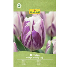 FloraSelf Tulipe Triumph 'Flaming Flag', 10 pièces