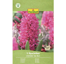 Emballage de cinq jacinthes de la variété 'Jan Bos' de FloraSelf