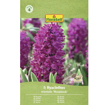 Paquet de 5 jacinthes de type 'Woodstock' de la marque FloraSelf