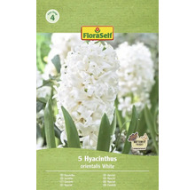 Emballage de 5 jacinthes blanches de l'espèce orientalis de FloraSelf
