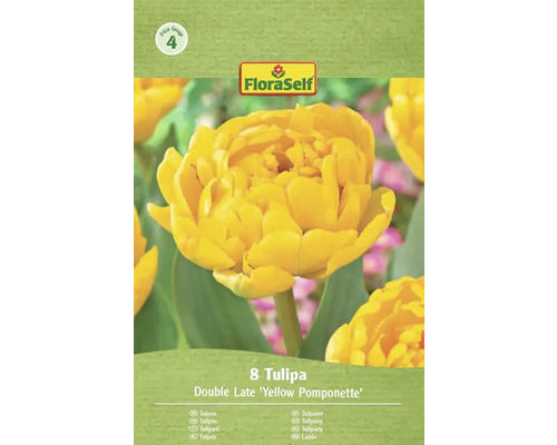 Paquet de 8 tulipes Double Late 'Yellow Pomponette'