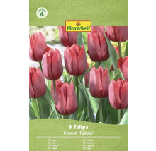 Emballage de tulipes Triomphe de la variété 'Pallada', contient 8 pièces