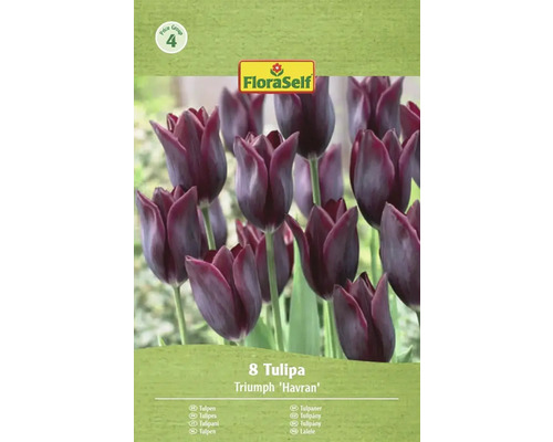 Verpackung mit 8 Triumph Tulpen Havran