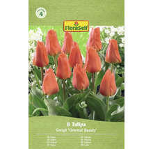 Tulipes FloraSelf Greigii 'Oriental Beauty', lot de 8 pièces