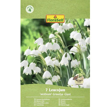 Emballage de sept nivéoles d'été de l'espèce 'aestivum' Gravetye Giant avec le label Butterfly Friendly et le logo FloraSelf