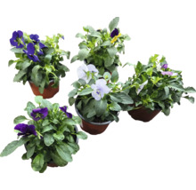 Différentes violettes en pots