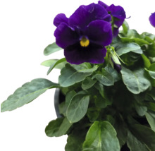 Pensée violette en pot