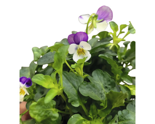 Stiefmütterchen mit grünen Blättern