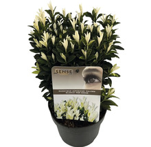 Euonymus japonicus 'Paloma Blanca' im Topf