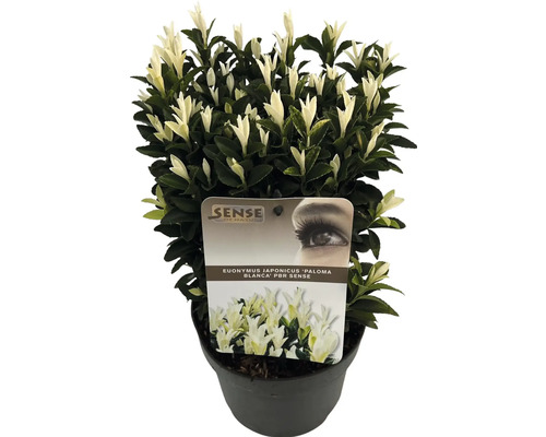 Euonymus japonicus 'Paloma Blanca' im Topf