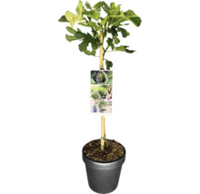Figuier commun en pot