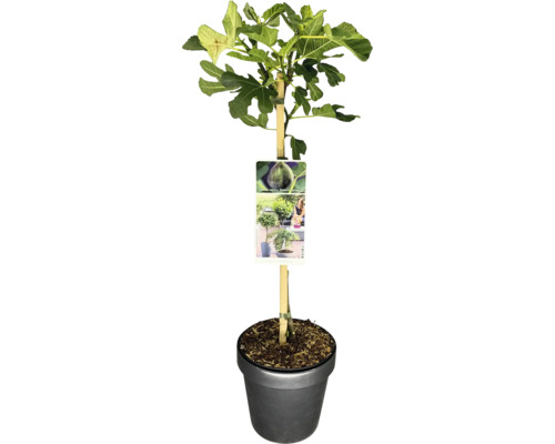 Figuier commun en pot