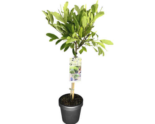 Im Topf gezogener Gartenbaum mit Blättern