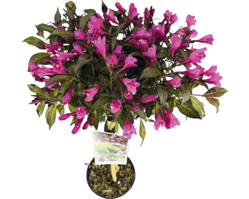 Blühender Weigelien-Strauch im Topf