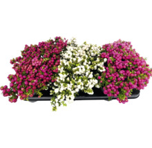 Pernettyas dans un pot