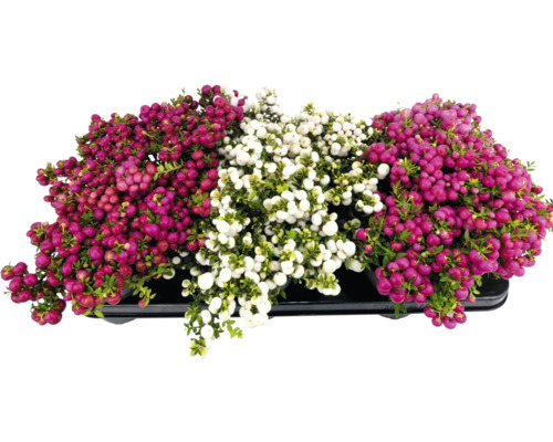 Pernettyas dans un pot